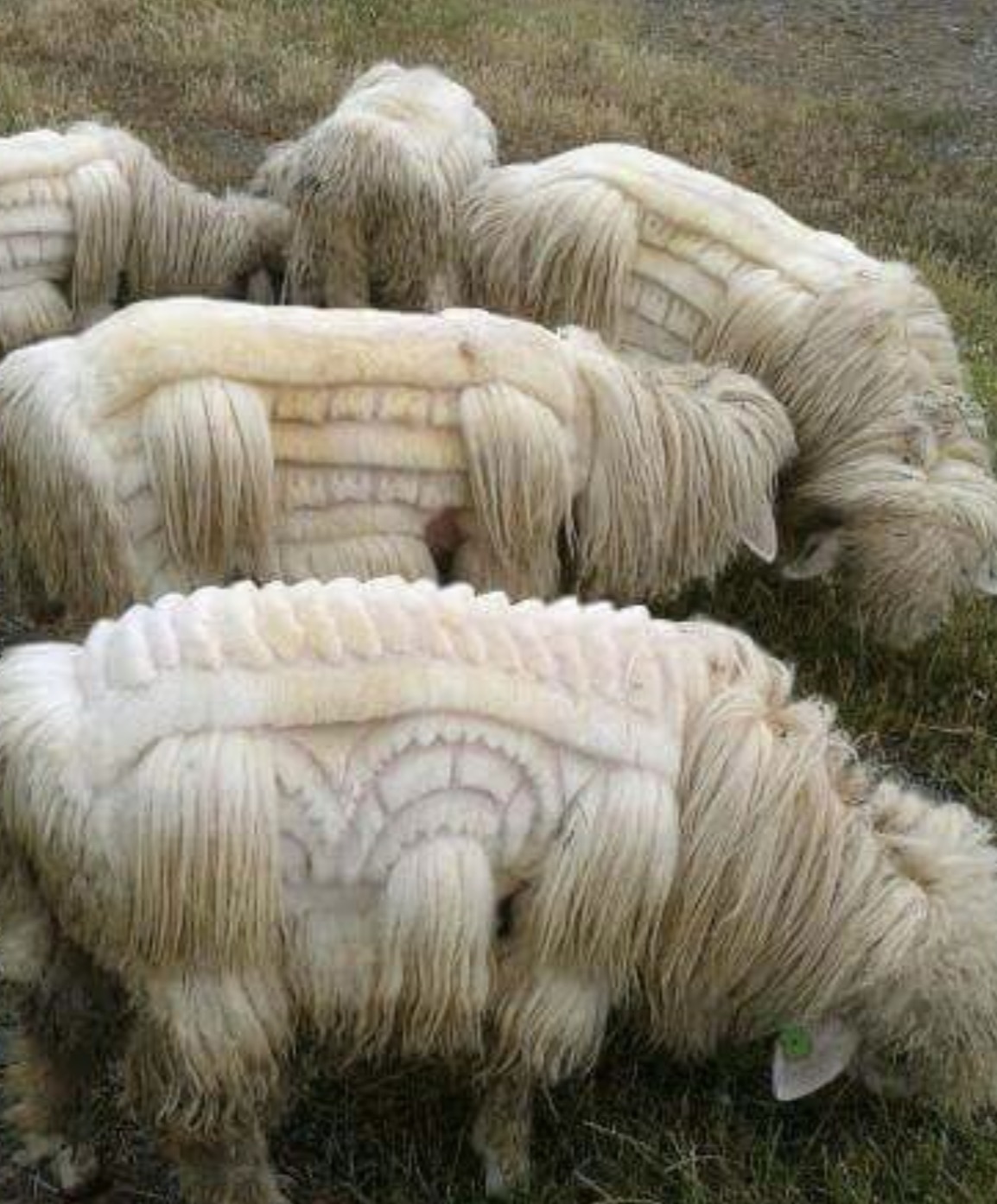 sheep grooming art